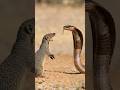 Mongoose vs Cobra 😱🔥 Real Jungle Showdown | Fearless vs Venom!
