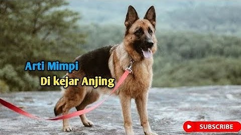 Arti Mimpi Dikejar Anjing