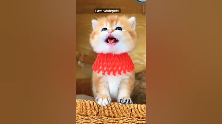 Video 8961111: funnycats kitten kucing, cat funnycats kucing, cat funny kitten kucing, cat funny kitten gatos, pretty kittens