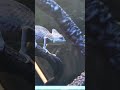 Veiled Chameleon