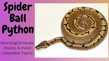 Spider Ball Pythons | Debatable Topics
