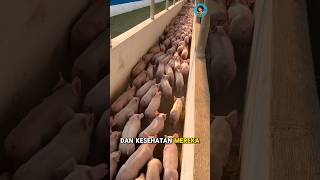 Download Lagu Kamu harus tahu ini! Peternakan babi modern😱 MP3