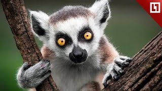 Крошечные кошачьи лемуры Крошечные кошачьи лемуры