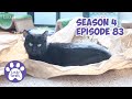 Another Fight With Ditto, A New Pom Pom Toy, Mail Time * S4 E83 * Cat Vlog