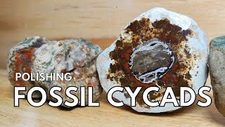 Polishing Fossil Cycads