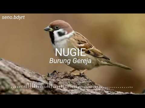 Nugie Burung Gereja Youtube