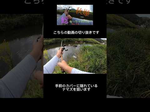秋爆！！ナマズ釣り！！