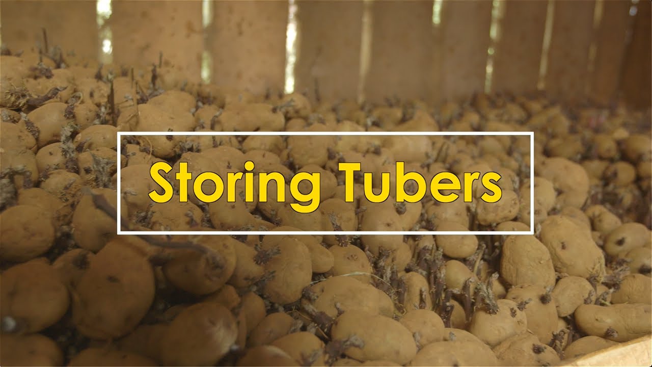 Tuber Storage Clip 9: Storing Tubers (Eng) - YouTube