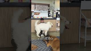 자기가 포메인줄 아는 40kg짜리 무릎강아지 #견생역전_빅토르