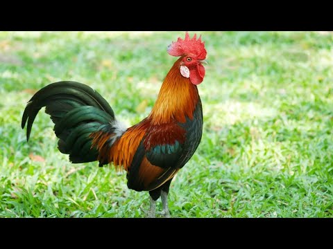 La Granja De Zenon - Bartolito era un gallo (OffityZZ Remix)