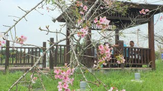 石馬公園賞秋櫻 南投鹿谷河津櫻綻放 - 台灣南投旅遊 - 新唐人亞太電視台