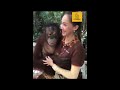 FUNNIEST MONKEYS - Cute And Funny Monkey Videos Compilation 2020 - pets bonding