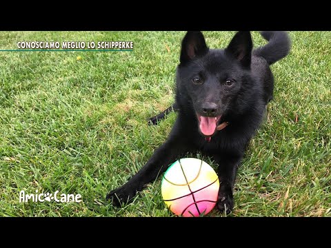 Video: Razza Di Cane Schipperke Ipoallergenico, Salute E Durata Della Vita