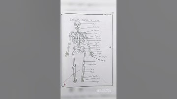 Class12(Plus two) Zoology practical record(HISTOLOGY & OSTEOLOGY)kerala state syllabus Malayalam#lab