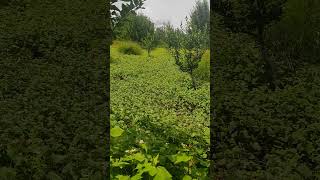 Harvesting Natures Bounty In The Himalyas hidden rare himalayan   Farming 