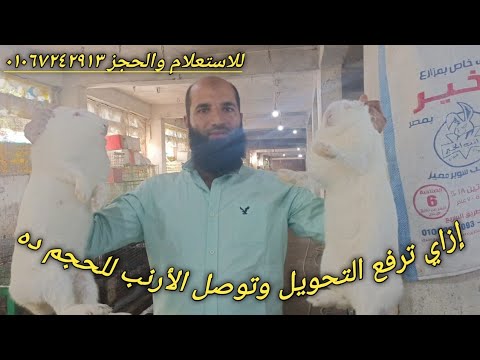 فيديو: 