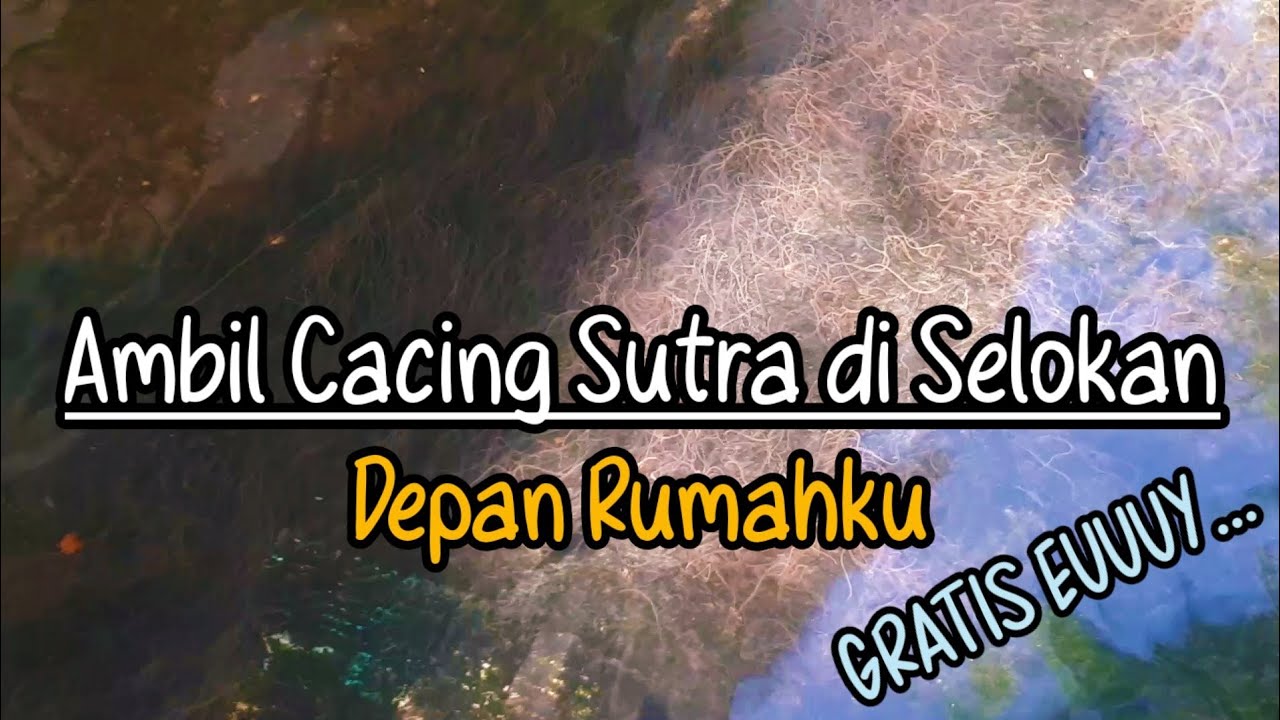 Mengambil Cacing Sutra Di Selokan, Ga Pake Bayar!