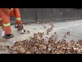 Hundreds of chicks spill onto motorway as transport truck tips over