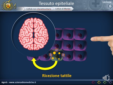 Istologia 06 - Cellule non cheratinocitarie