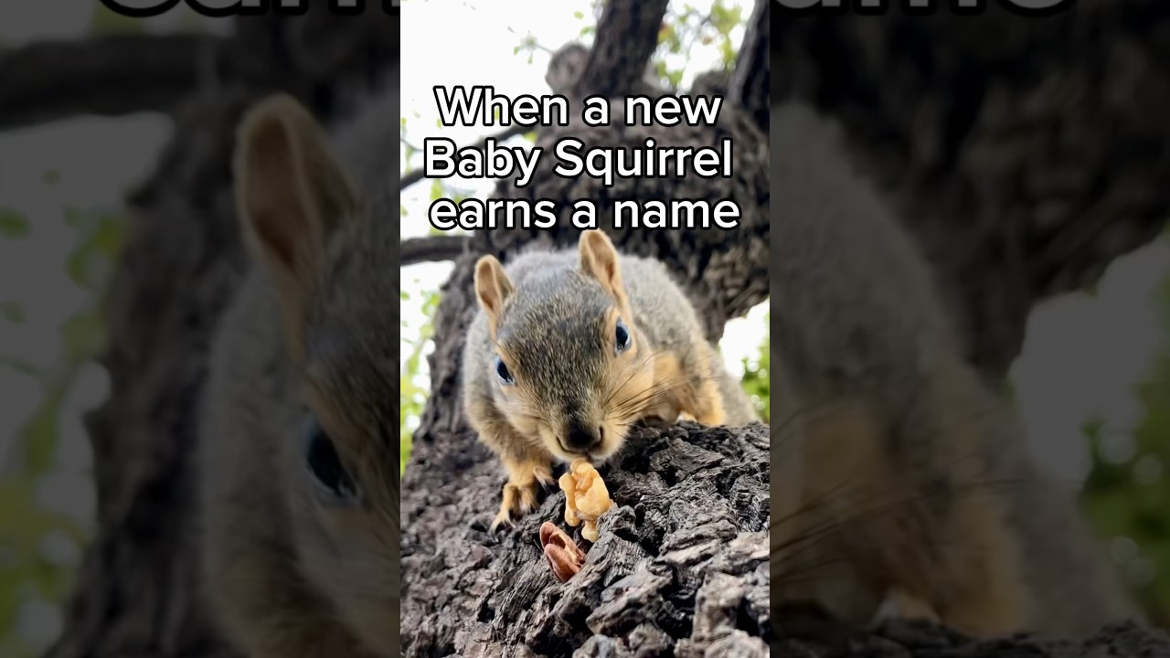 A NewB Baby Squirrel earns a name 