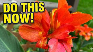 Save Your Cannas! August Winter Prep You Need to Know! Cold Climate Gardening