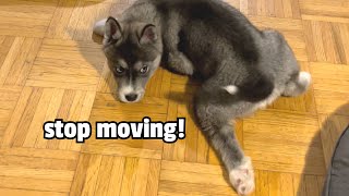 Husky Puppy Tries to Catch her Tail!