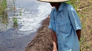 kakek tua di sawah nya mopok galengan