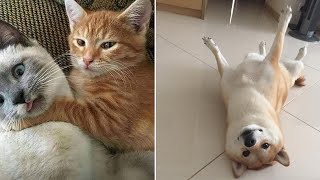 Funniest Cats And Dogs Videos 😍| Try Not To Laugh #41