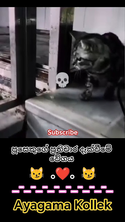 Download lagu Cat reaction speed #Ayagama_kollek #SriLanka #Rathnapura #Cat #speed #dem #viral #like #comment #sub