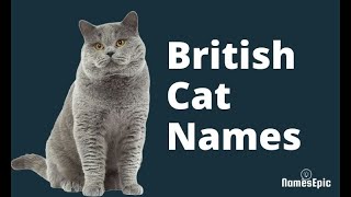 20 Best British Cat Names | Male and Female British Cat Names | NamesEpic by NamesEpic 2,895 views 2 years ago 1 minute, 40 seconds