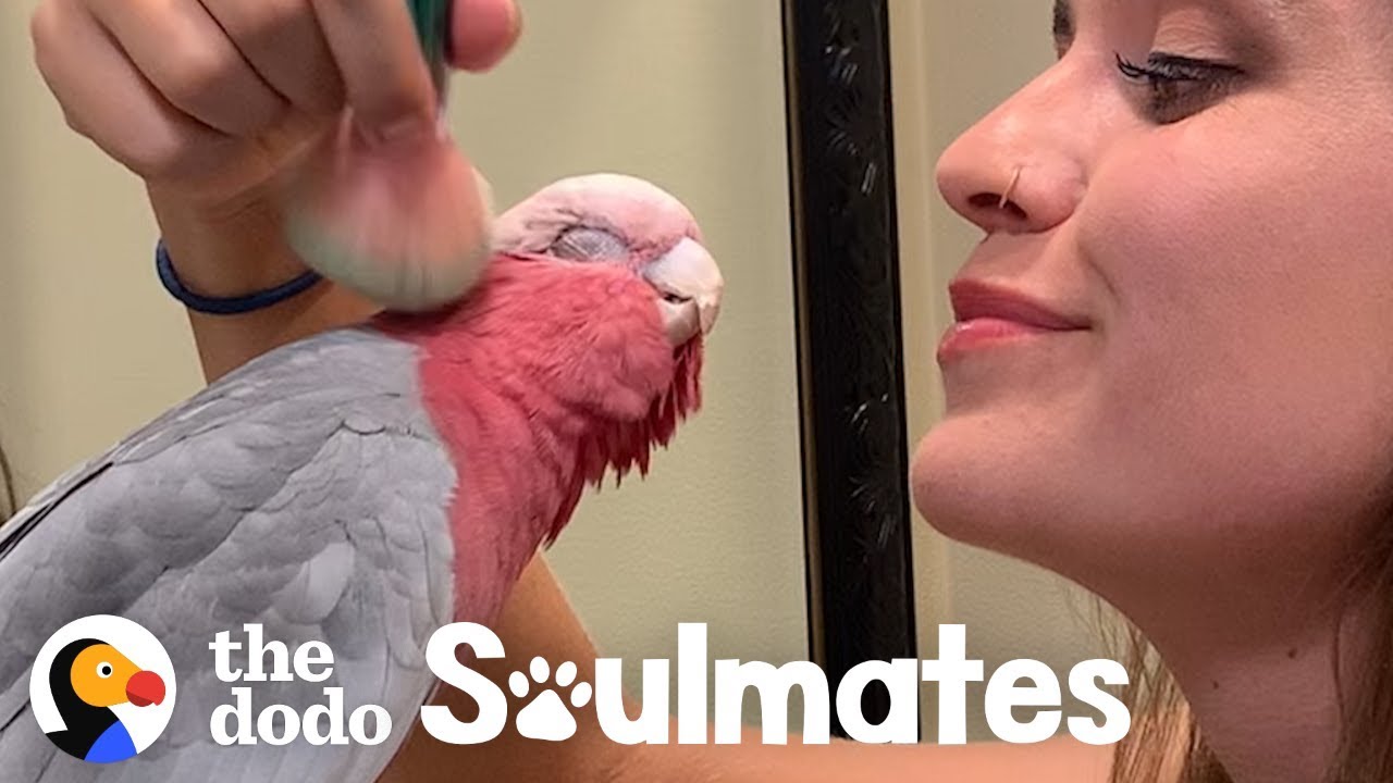⁣Galah Bird Wants To Be Just Like His Human Mom | The Dodo Soulmates