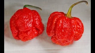 ⟹ Trinidad Scorpion Moruga Pepper, Capsicum chinense ☠☠☠☠  PLANT REVIEW pepper