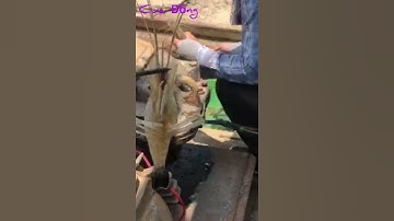 Câu Tôm Càng Xanh | Dính Tôm Khủng Trên Tàu | Cua Đồng