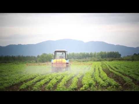 სოიას თესლის წარმოება