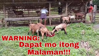 8 Dapat Iwasan Upang Hindi Magkasakit Ang Kambing | Goat Farming