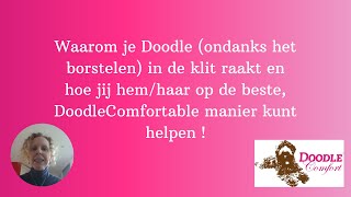 Waarom je Doodle (ondanks het borstelen) gaat klitten en hoe je hem op de beste manier kunt helpen by Wanda Klomp 447 views 2 weeks ago 1 hour, 53 minutes