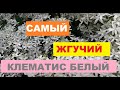 Клематис белый мелкоцветковый жгучий "БЕЛОЕ ОБЛАКО"