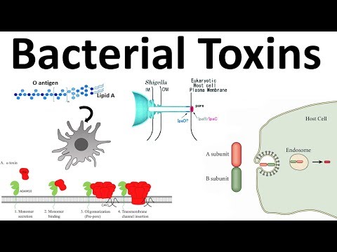 Video: Is shigatoxine endotoxine of exotoxine?