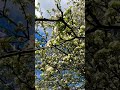 bees working at plum tree&#39;s spring flowers (58-512, Poland)