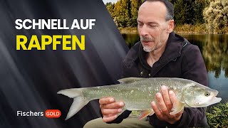 Schneller Rapfen An Der Elbe