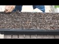 How to start vegetable seeds in seed starter 