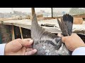 High flaying teddy bachy  baby pigeon  amjad ali official