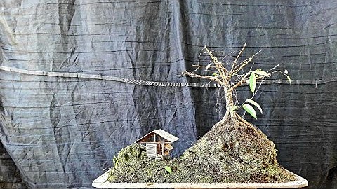 FUSED FICUS BENJAMINA ROOT OVER ROCK PENJING | DEWIRE | BRANCH SELECTION | DEFOLIATION