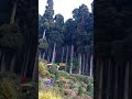lamahata at darjeeling