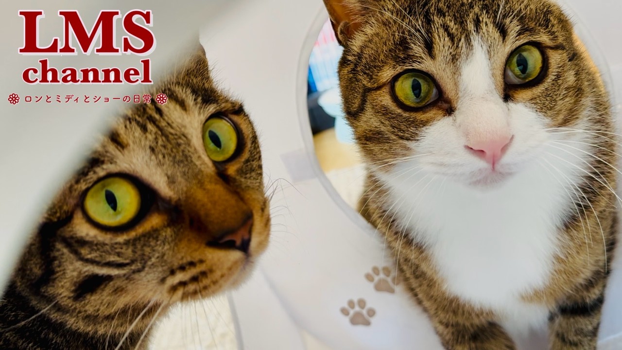 最近ハマっている遊びをご紹介します・・・。【#114】