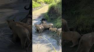 🎬 LIONS (RONGAI PRIDE) attack BUFFALO in water