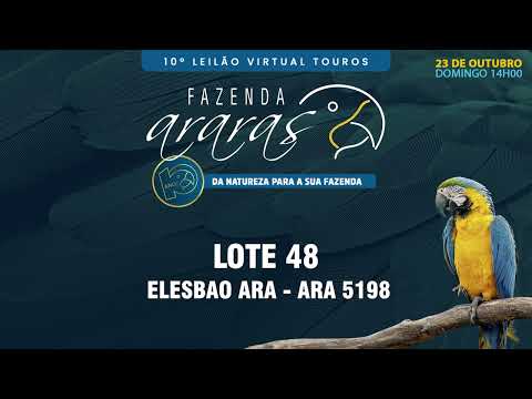 LOTE 48   ARA 5198