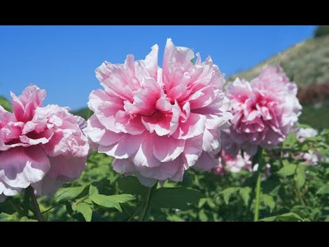 Video: Variedades de peonía rosa: selección de flores de peonía rosa para el jardín