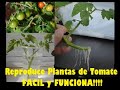 Como reproducir plantas de tomate - Propaga o enraiza en agua