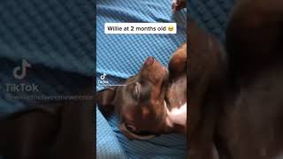 😂Crazy Puppy🥰❤️💖 #dogvideos #dogchallenge #zoomies #puppyvideo #cutepuppy #puppys #doglove #doggie by Cutest Puppies 6 views 1 year ago 1 minute, 6 seconds